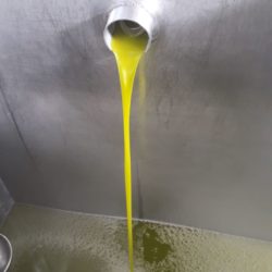 logo union de ubeda unioliva comprar aceite de oliva virgen extra picual aove cosecha temprana jaen primer aceite campaña